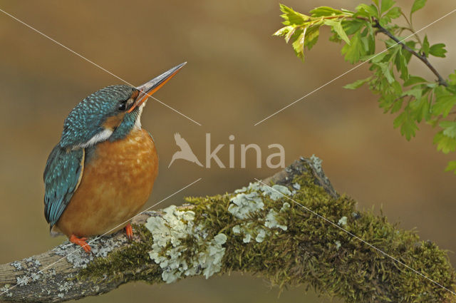 IJsvogel (Alcedo atthis)