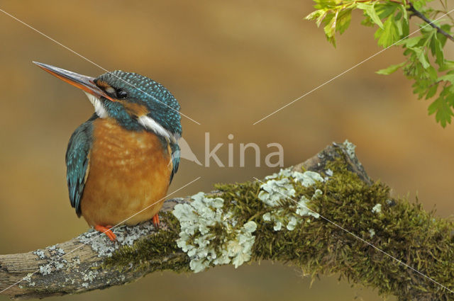 IJsvogel (Alcedo atthis)