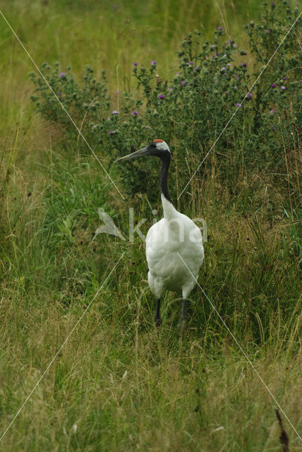 Japanse Kraanvogel (Grus japonensis)