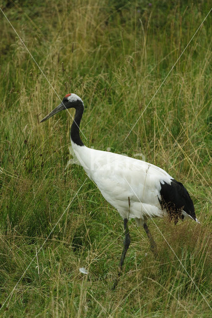 Japanse Kraanvogel (Grus japonensis)