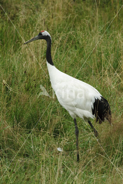 Japanse Kraanvogel (Grus japonensis)