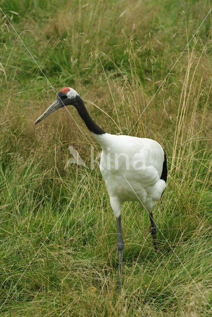 Japanse Kraanvogel (Grus japonensis)