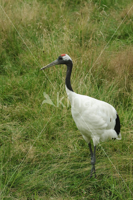 Japanse Kraanvogel (Grus japonensis)