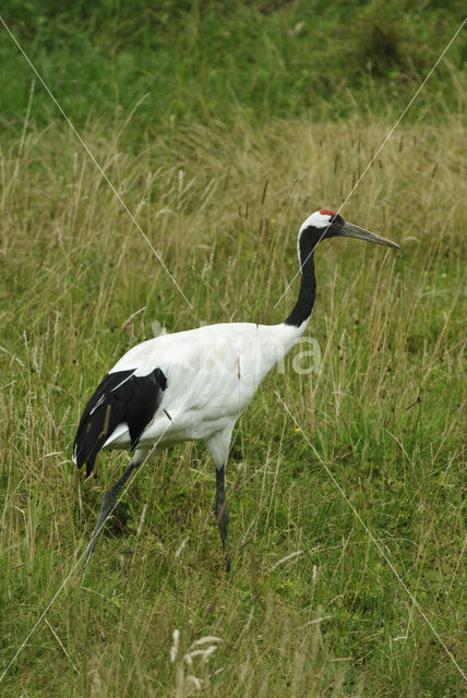 Japanse Kraanvogel (Grus japonensis)