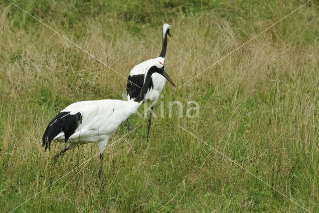 Japanse Kraanvogel (Grus japonensis)