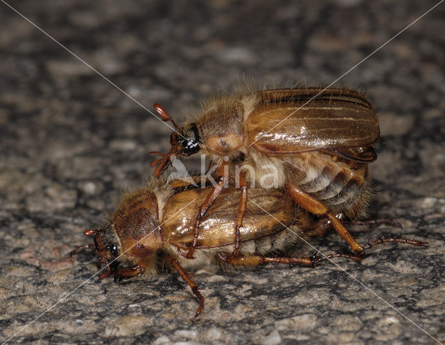 Junikever (Amphimallon solstitiale)