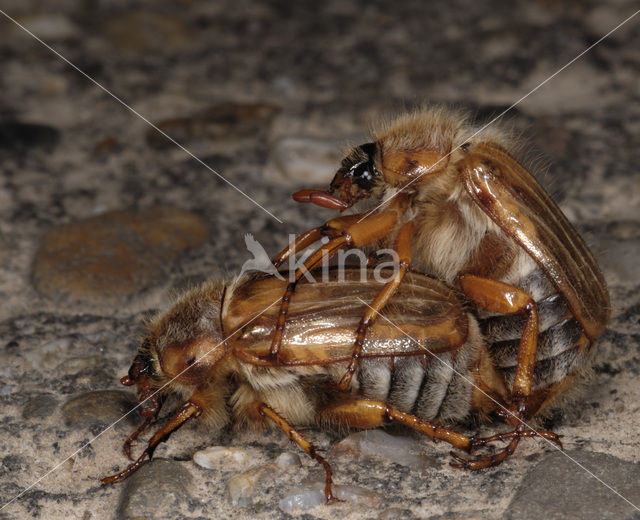 Junikever (Amphimallon solstitiale)