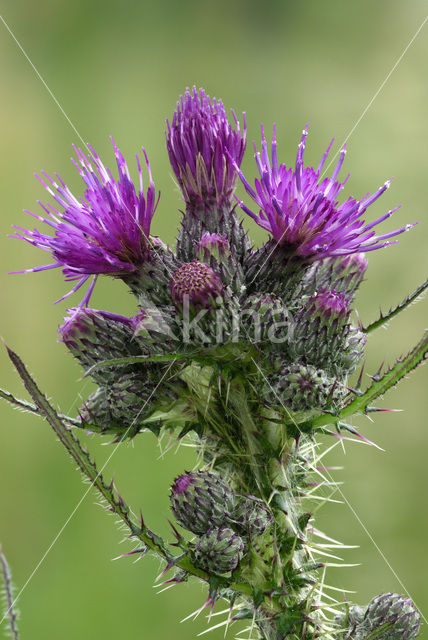 Marsh Thistle (Cirsium palustre)