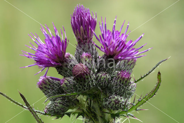 Kale jonker (Cirsium palustre)