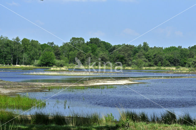 Kampina