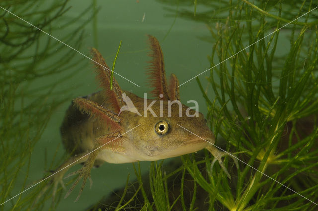 Kamsalamander (Triturus cristatus)