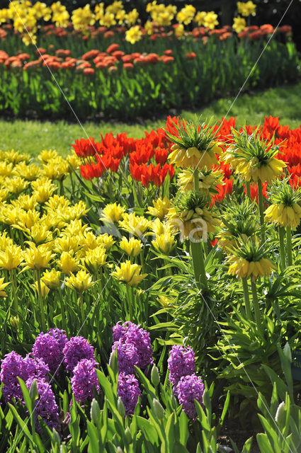 Keukenhof