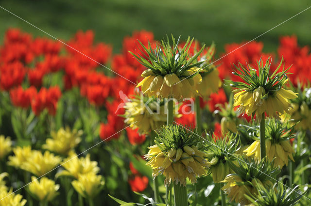 Keukenhof