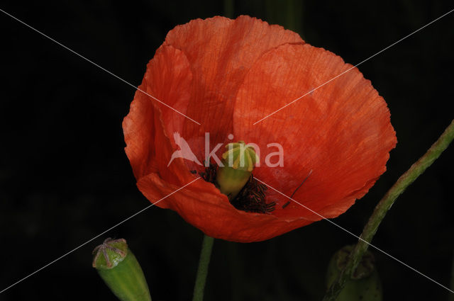 Klaproos (Papaver spec.)