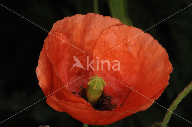 Klaproos (Papaver spec.)