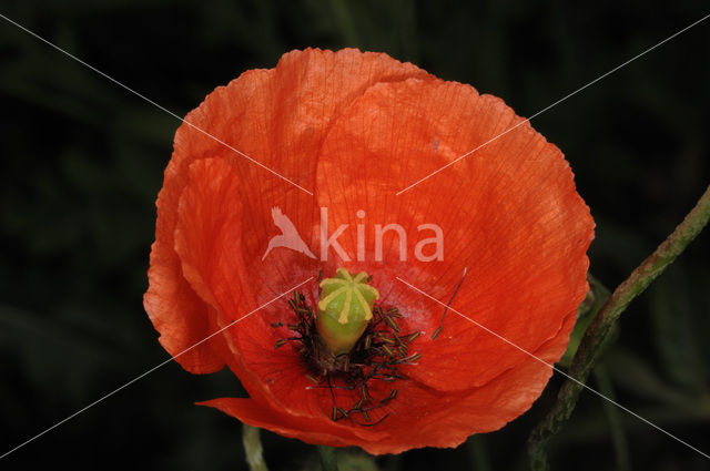 Klaproos (Papaver spec.)