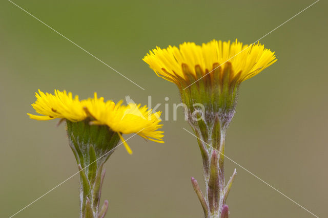 Klein hoefblad (Tussilago farfara)