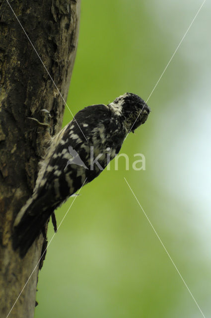 Kleine Bonte Specht (Dendrocopos minor)