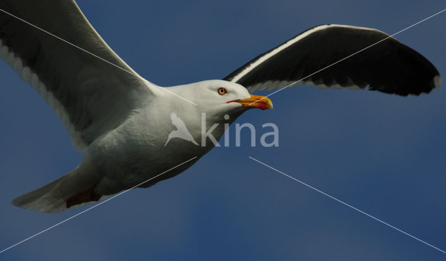 Kleine Mantelmeeuw (Larus fuscus)