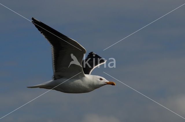 Kleine Mantelmeeuw (Larus fuscus)