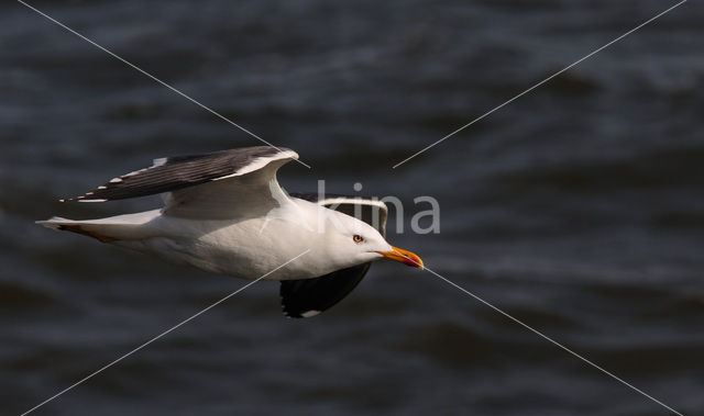 Kleine Mantelmeeuw (Larus fuscus)