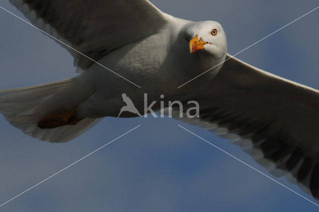 Kleine Mantelmeeuw (Larus fuscus)