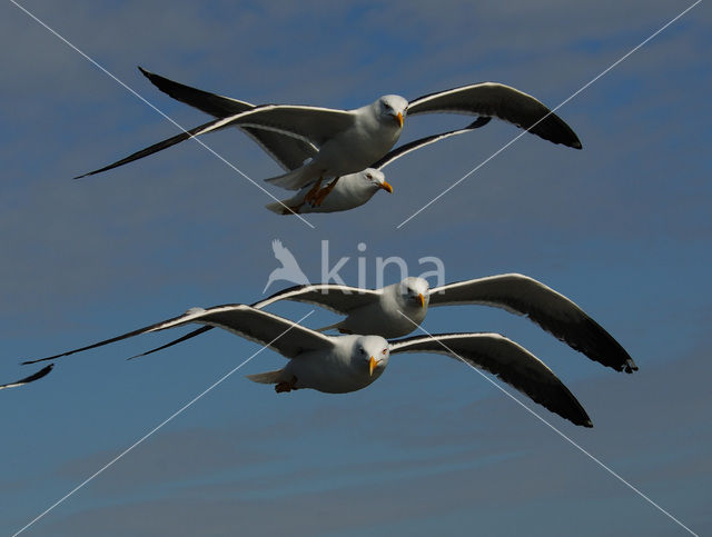 Kleine Mantelmeeuw (Larus fuscus)