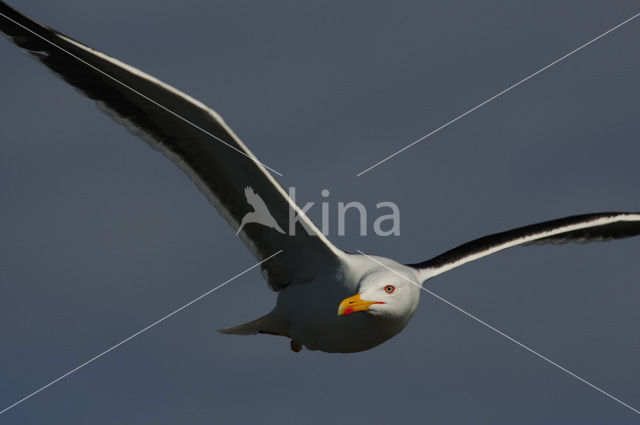 Kleine Mantelmeeuw (Larus fuscus)