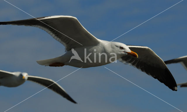 Kleine Mantelmeeuw (Larus fuscus)