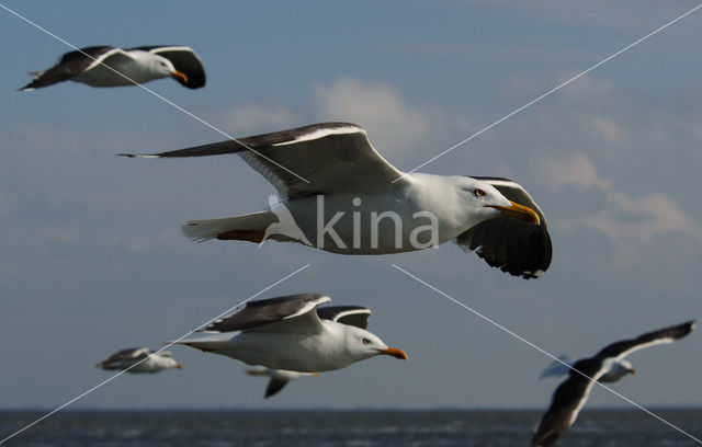 Kleine Mantelmeeuw (Larus fuscus)