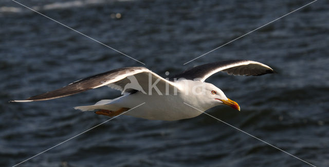 Kleine Mantelmeeuw (Larus fuscus)