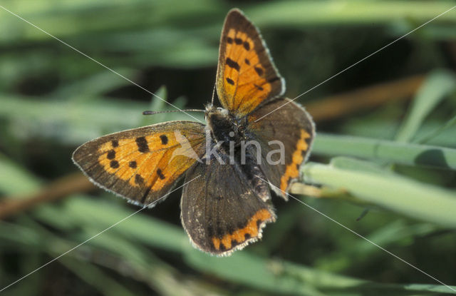 Kleine vuurvlinder (Lycaena phlaeas)