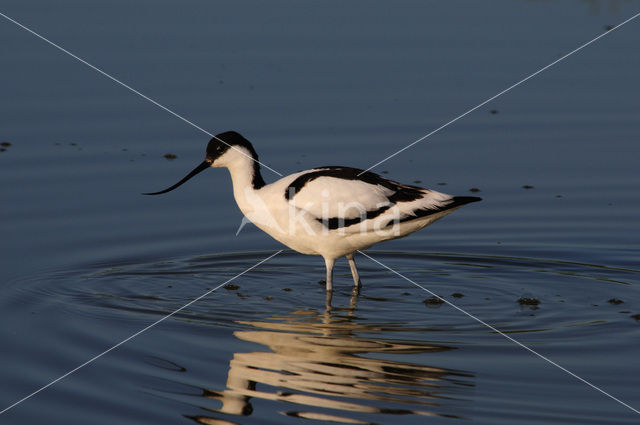 Pied Avocet (Recurvirostra avosetta)