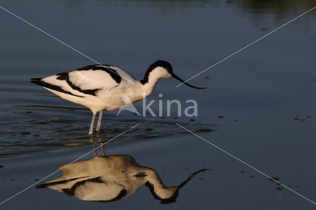 Pied Avocet (Recurvirostra avosetta)