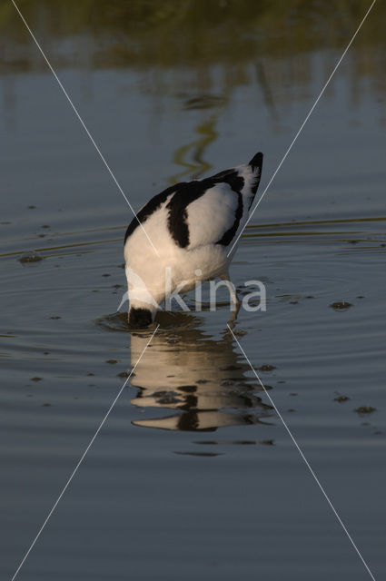 Pied Avocet (Recurvirostra avosetta)