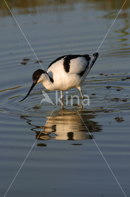 Pied Avocet (Recurvirostra avosetta)