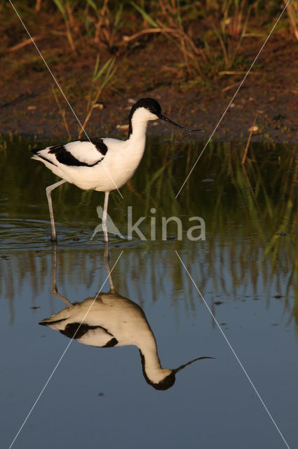 Pied Avocet (Recurvirostra avosetta)