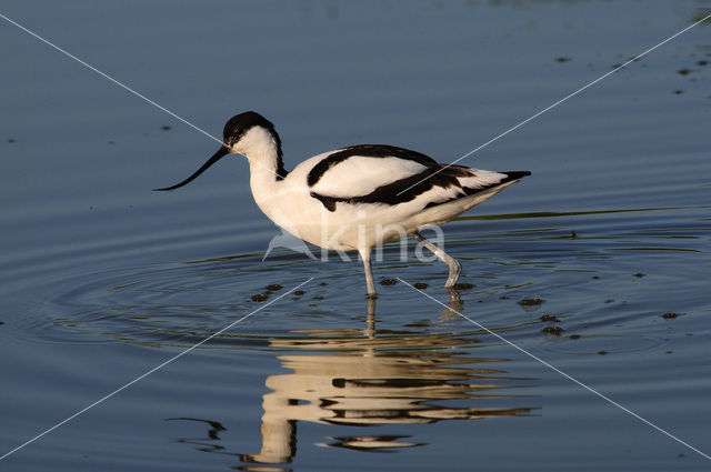 Pied Avocet (Recurvirostra avosetta)