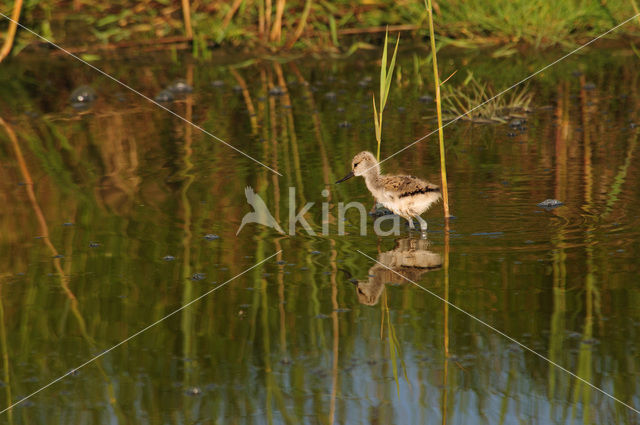 Pied Avocet (Recurvirostra avosetta)