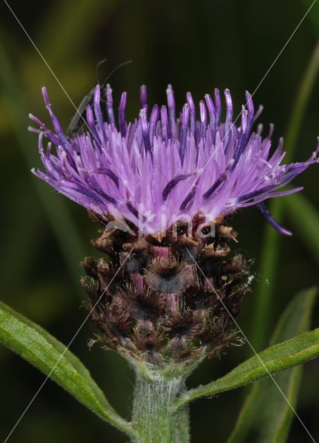 Knoopkruid (Centaurea jacea)