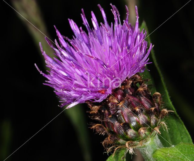 Knoopkruid (Centaurea jacea)