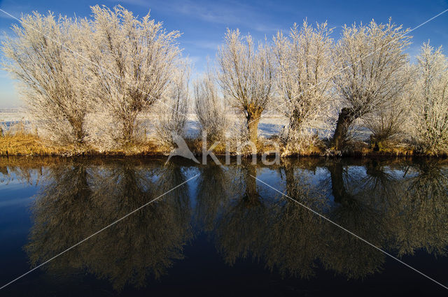 Knotwilg (Salix alba)