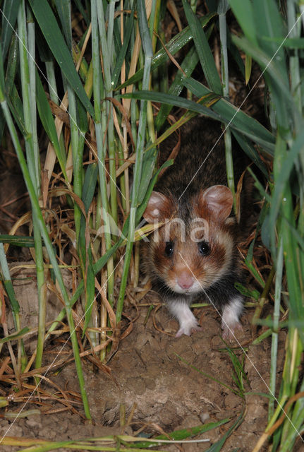 Korenwolf (Cricetus cricetus)