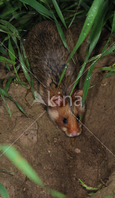 Korenwolf (Cricetus cricetus)