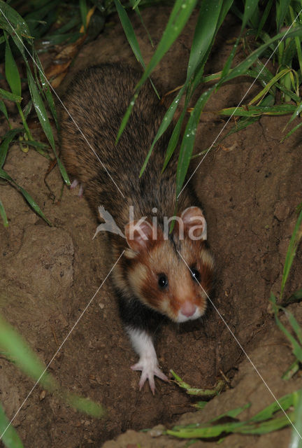 Korenwolf (Cricetus cricetus)