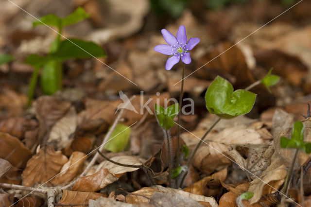 Leverbloempje (Anemone hepatica)