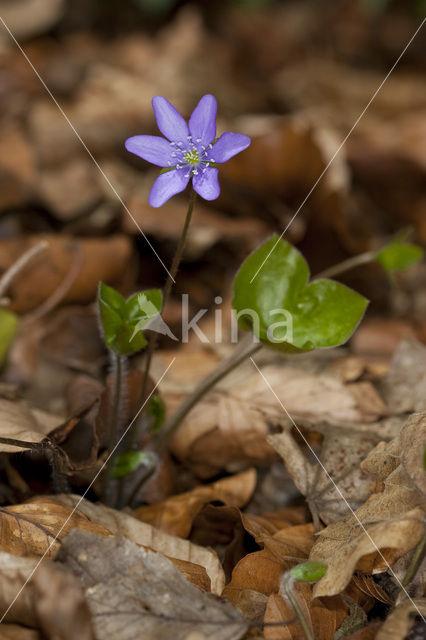 Leverbloempje (Anemone hepatica)