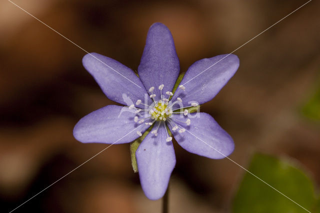 Leverbloempje (Anemone hepatica)