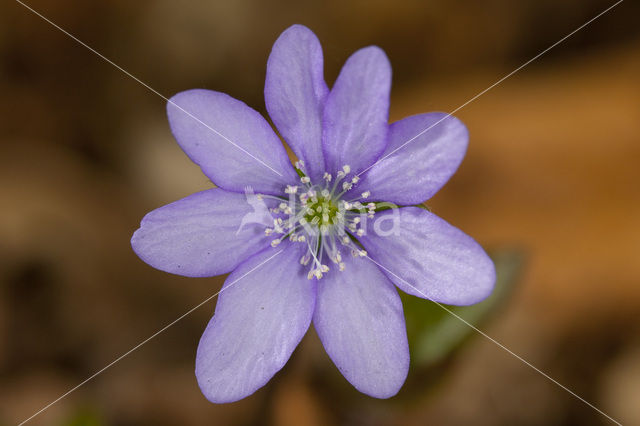 Leverbloempje (Anemone hepatica)