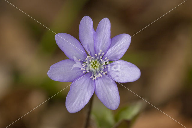 Leverbloempje (Anemone hepatica)